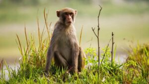What is the role of sanctuaries in monkey rescue and conservation?