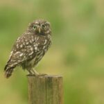 What are the signs that indicate an owl is in need of immediate rescue?