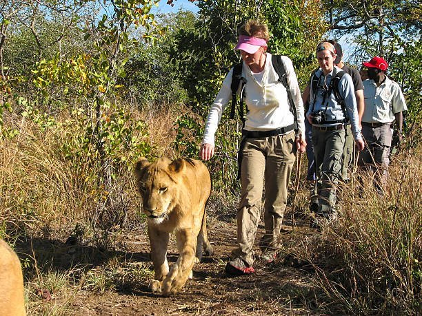 Can captive lions be successfully reintroduced into the wild through rescue efforts?